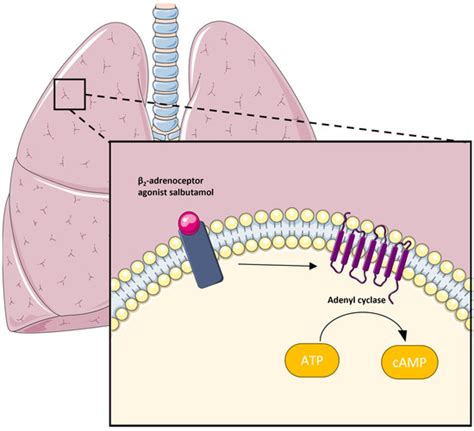 Future Pharmacology | Free Full-Text | Unraveling the Impact of Salbutamol Polytherapy ...