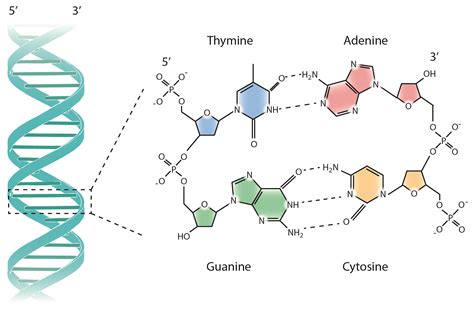 A Analise De Um Segmento De Dna Com 1500 Pares - EDUCA