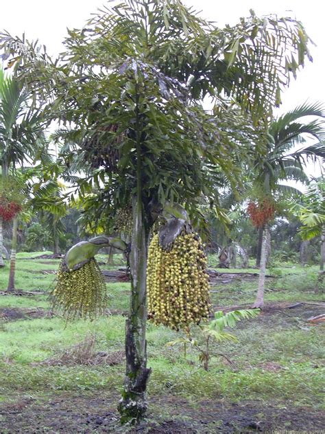 Toddy palm – Digital Herbarium of Crop Plants