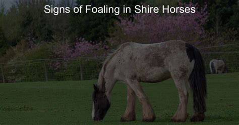 Signs of Foaling in Shire Horses - Horse With A Name