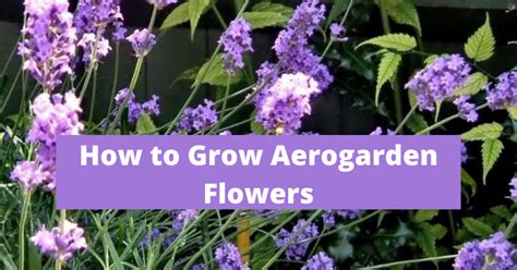 How to grow Aerogarden flowers