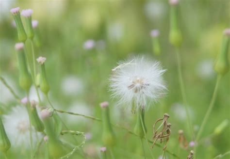 How do flowering plants without bright and colourful petals pollinate?