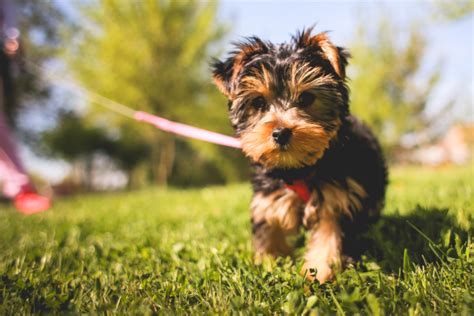 Yorkie growth chart - Yorkie Guide