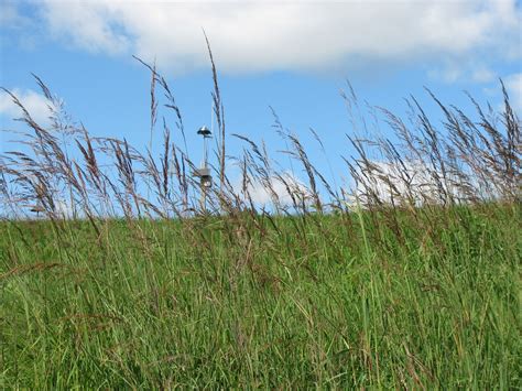 The Nature of Golf in Ann Arbor: Native grasses