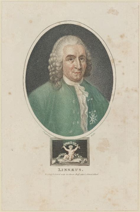 NPG D14057; Carl Linnaeus - Portrait - National Portrait Gallery