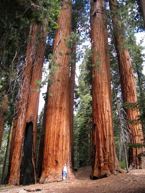 🔥 [50+] Redwood National And State Parks Wallpapers | WallpaperSafari