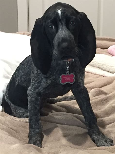 Blue Tick Coonhound Puppy 9weeks old. She is the love of my life. Her dad was a Gaskin ...