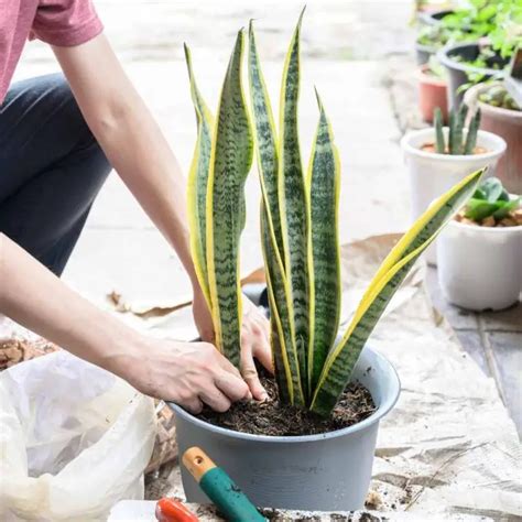 Snake Plant Watering Guide - The Contented Plant