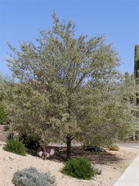 Acacia aneura - Mulga tree | Desert plants landscaping, Desert plants, Shrubs