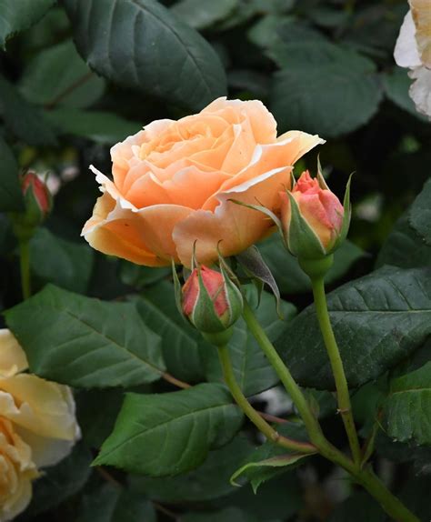 Roses: Plant Care and Collection of Varieties - Garden.org