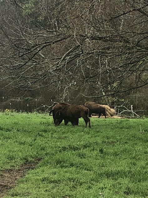 310 Bison Ranch – The Texas Bison Association