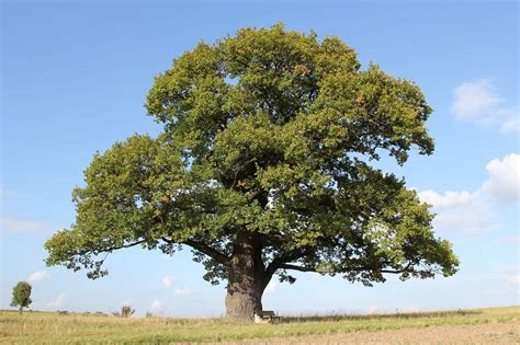 Types Of Hardwood Trees