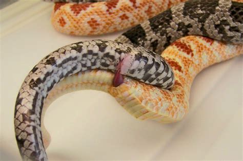 Corn Snakes- Breeding | LSR (Lazy Slither Ranch) Breeding. A… | Flickr