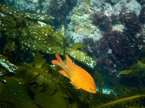 Diving Giant Kelp Forest Rosarito Baja California Mexico – Rosarito Ocean Sports, Water Sports ...