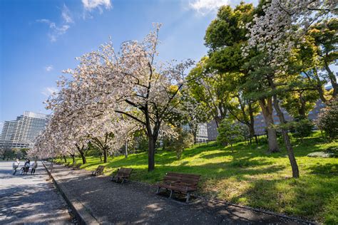 Cherry blossoms outside the Tokyo Imperial Palace [OC] : r/japanpics