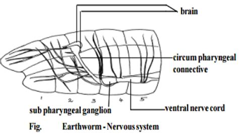 Earthworm : Nervous System