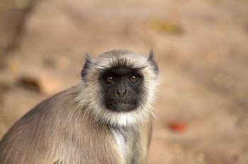 Old World Monkeys List & Characteristics | What are Old World Monkeys? | Study.com