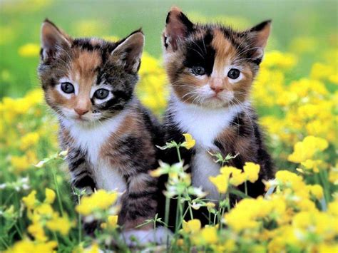 Cute Kitten Wallpapers For Desktop