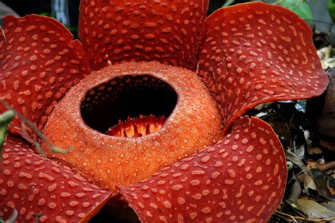 Naughty by Nature: The Most Disgusting and Deadly Flowers | Live Science