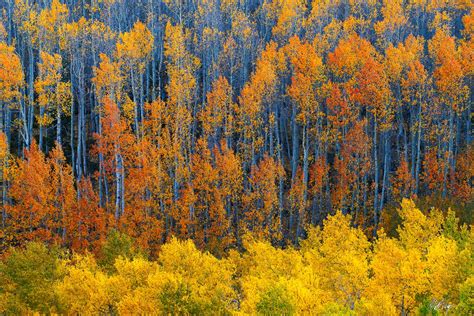 Aspen Rainbow Layers (2020) | Leadville, Colorado