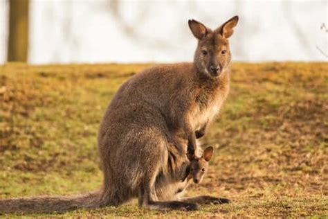 The Common Wallaroo: Characteristics and Conservation - My Animals