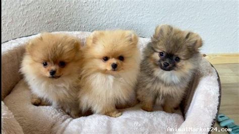 POMERANIAN PUPPIES TEDDY BEAR FACE, 052/9156744, AED 9,950.00