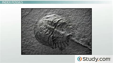 Relative Dating with Fossils: Index Fossils as Indicators of Time - Video & Lesson Transcript ...