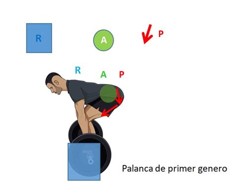 Palanca de primer grado en el cuerpo humano: Género de equilibrio.