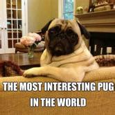 Top 5 Most Interesting Facts About Pugs