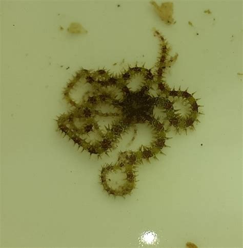 Can anyone help in the identification of this brittle star species?