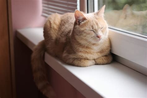 Gato gris durmiendo en el alféizar de la ventana junto a una flor en ...