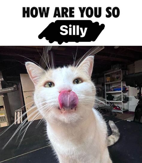 How Are You So Silly | Silly Cats | Know Your Meme