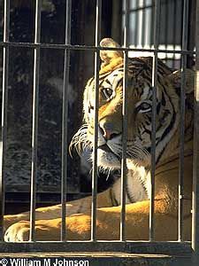 Circus Tiger in Cage | Animal in cage, Animals, Circus tiger