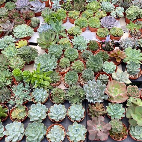 Succulent & Cactus Malaysia – Succulents & Cactus For Sale Online