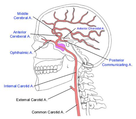 Internal Carotid Artery Branches Mnemonic