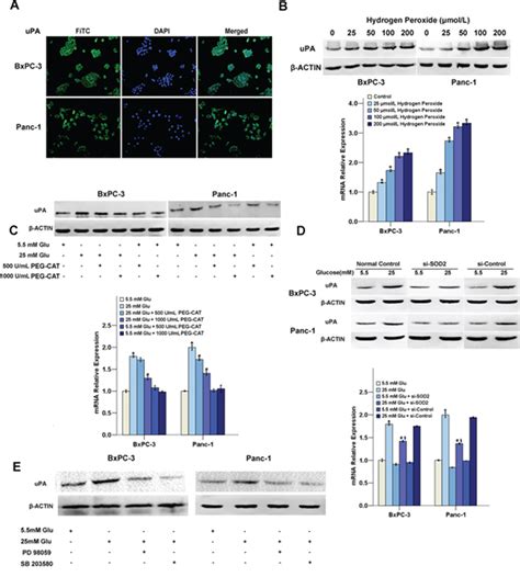 Hydrogen peroxide mediates hyperglycemia-induced invasive activity via ERK and p38 MAPK in human ...