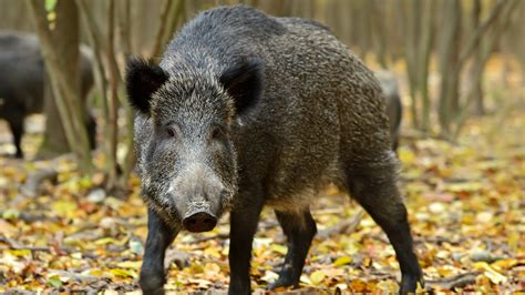 Missouri Struggles With Feral Hogs — And Hog Hunters