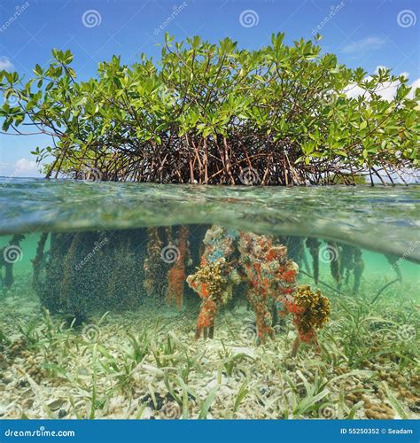 Half Above And Underwater Mangrove Tree Roots Stock Photo - Image: 55250352