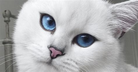 Cat With Blue Eyes And Natural Winged Eyeliner Takes Flawless Selfies | HuffPost