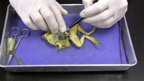 Frog Dissection | Dissection, Apologia biology