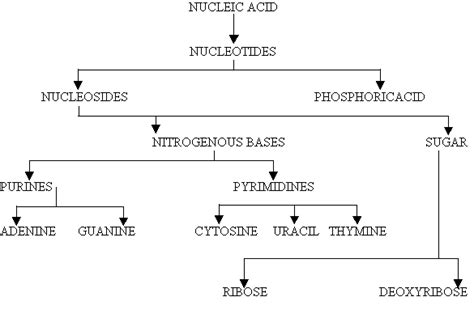 NUCLEIC ACID