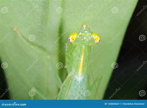 Macro Photo of Head of Praying Mantis Camouflage on Green Leaf Stock ...