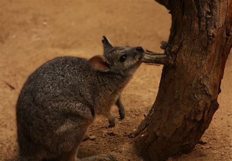 Definitive Guide To Tammar Wallaby Facts, Habitat, Conservation Status ...