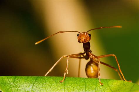 Weaver Ant (Oecophylla smaragdina) - Colombo, Sri Lanka | Animais