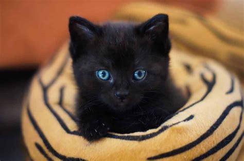 Black Cat Names: From Ebony to Twilight, Ranked by Popularity