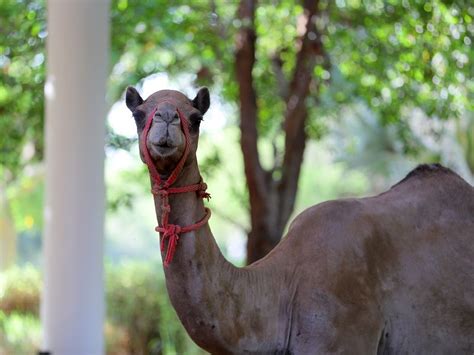 Photos: All the animals at Abu Dhabi’s Umm Al Emarat Park | Society ...