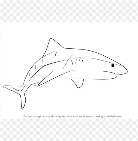 Shark Drawing PNG Transparent With Clear Background ID 99667 | TOPpng