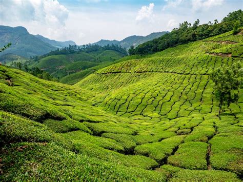 Munnar Tea Plantations of Kerala India 2019 - AmeliaAndJP.com