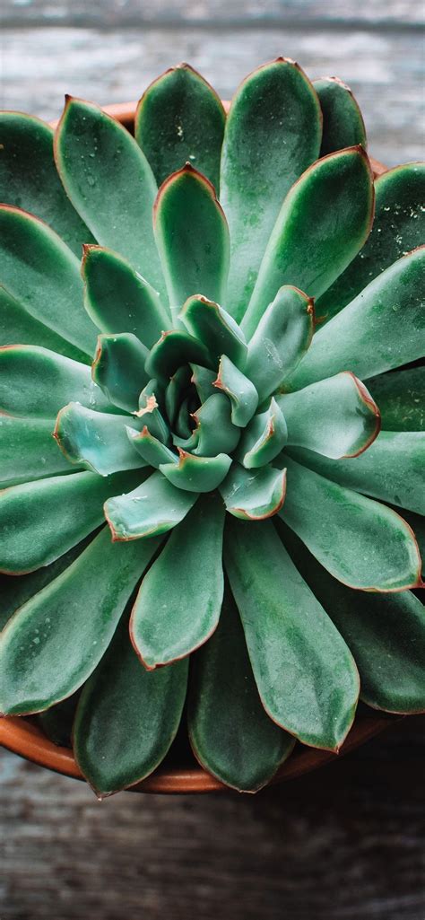 Succulent iPhone Wallpapers - Top Free Succulent iPhone Backgrounds - WallpaperAccess