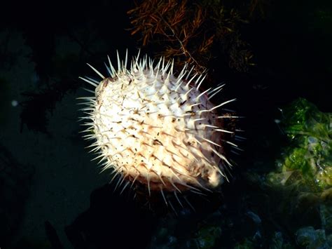 Free Images : rock, spiral, invertebrate, seashell, eye, sea urchin ...